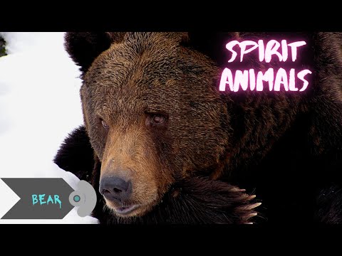 Perfect Meditation to Connect the Totem Animal Spirit | Sounds of Bear