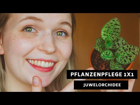 Plant care 1x1: Jewel orchid / Ludisia discolor - care, location, overwintering and more!