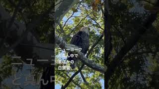 海外 | ニューヨーク ど真ん中で まさかの 白頭鷲 #海外生活 #ニューヨーク #バードウオッチング