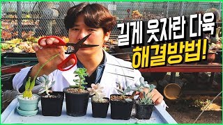 쭈욱~ 길게 웃자란 다육이 어떻게 해줘야할까?? - 팜스맨이 알려주는 웃자란 다육이 해결방법!