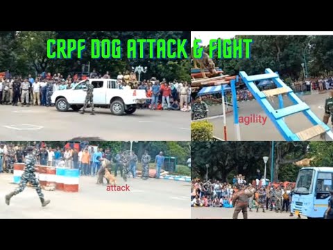 #Police dog attack &killed#niren panging