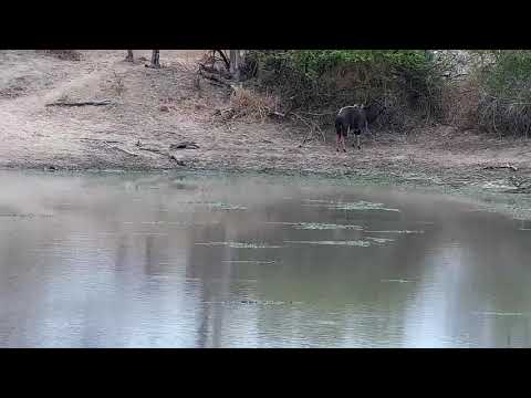 Djuma: Slender Mongoose - 10:34 - 09/16/21