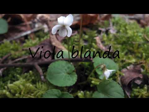How to Pronounce Viola blanda?