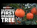 California's first orange tree | Bartell's Backroads