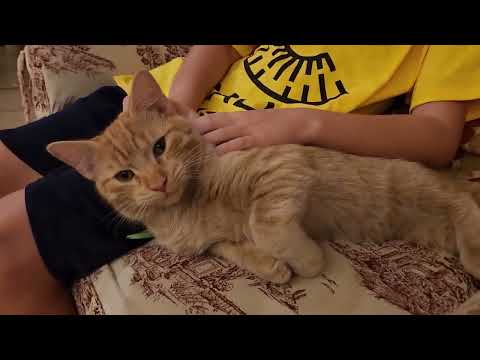 Nacho the cat demands snuggles from two of his human subjects simultaneously