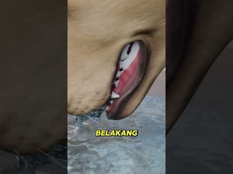 Anjing Sebenarnya Memakan Air, Bukan Meminumnya #viral