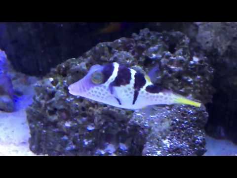 My new Valentini puffer fish release