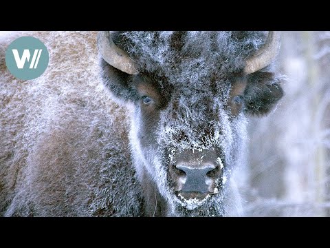 Highway in die Eiszeit - Auf nach Alaska | Tiere vor der Kamera (2008) | Folge 43/57