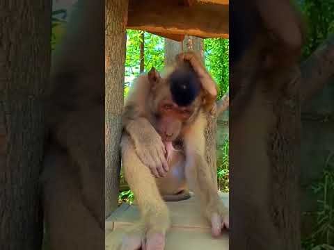 #Lustige❤️#Tierwelt❤️ #Funny #wildlife❤️#deutschland#lachen #komik#king #anime#kinderjoy#action#fun