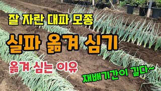 월동대파키우기 잘자란 대파모종 실파 옮겨 심기 대파 옮겨심는이유 대파심는방법 대파심는간격