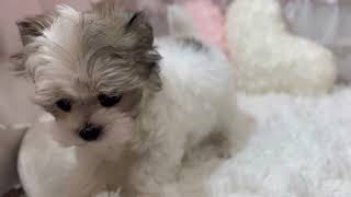ハーフ犬の動画01