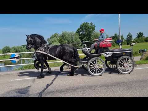 Stal Okkema's Tjibbe - Alwin x Folkert - stallion - 2014 - 1.61m