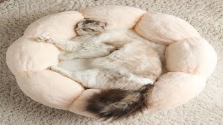 Funniest Cats Stealing Dogs Bed - Jerk Cats Stole Dogs’ Beds