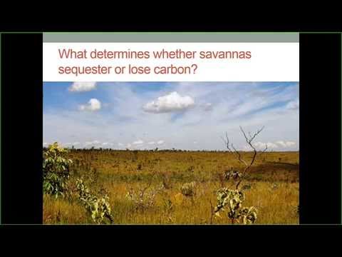 UM EEB Seminar: Adam Pellegrini, Stanford University