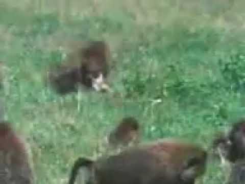 Babuin world79 spcs bio