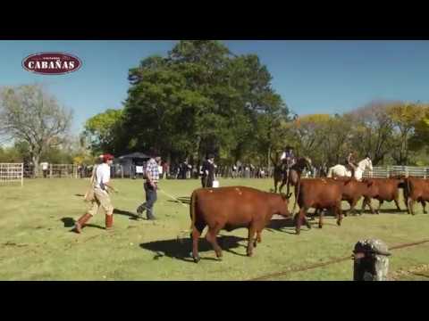 ING. AGR. RODRIGO FERNANDEZ ABELLA - EXPO VIENTRES ANGUS - FLORIDA