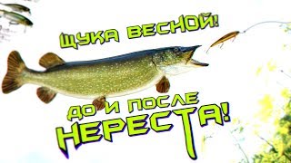 Когда клюет щука весной календарь 2020