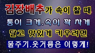 [텃밭농부.1,270]  김장배추가 속이 찰때 물주기와 웃거름을 이렇게 주면 크고 속이 꽉차고 달고 맛있는 …