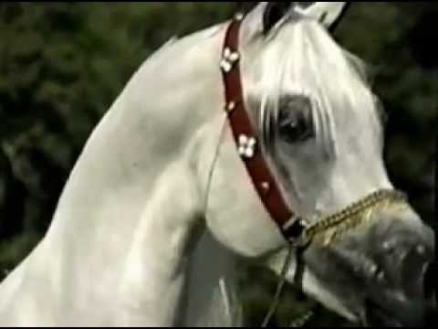 Al Adeed Al Shaqab - http://www.pedegru.com/animal/gazal-al-shaqab