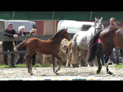 SL124 Stutfohlen von Casall - Corrado I - Cor de la Bryère