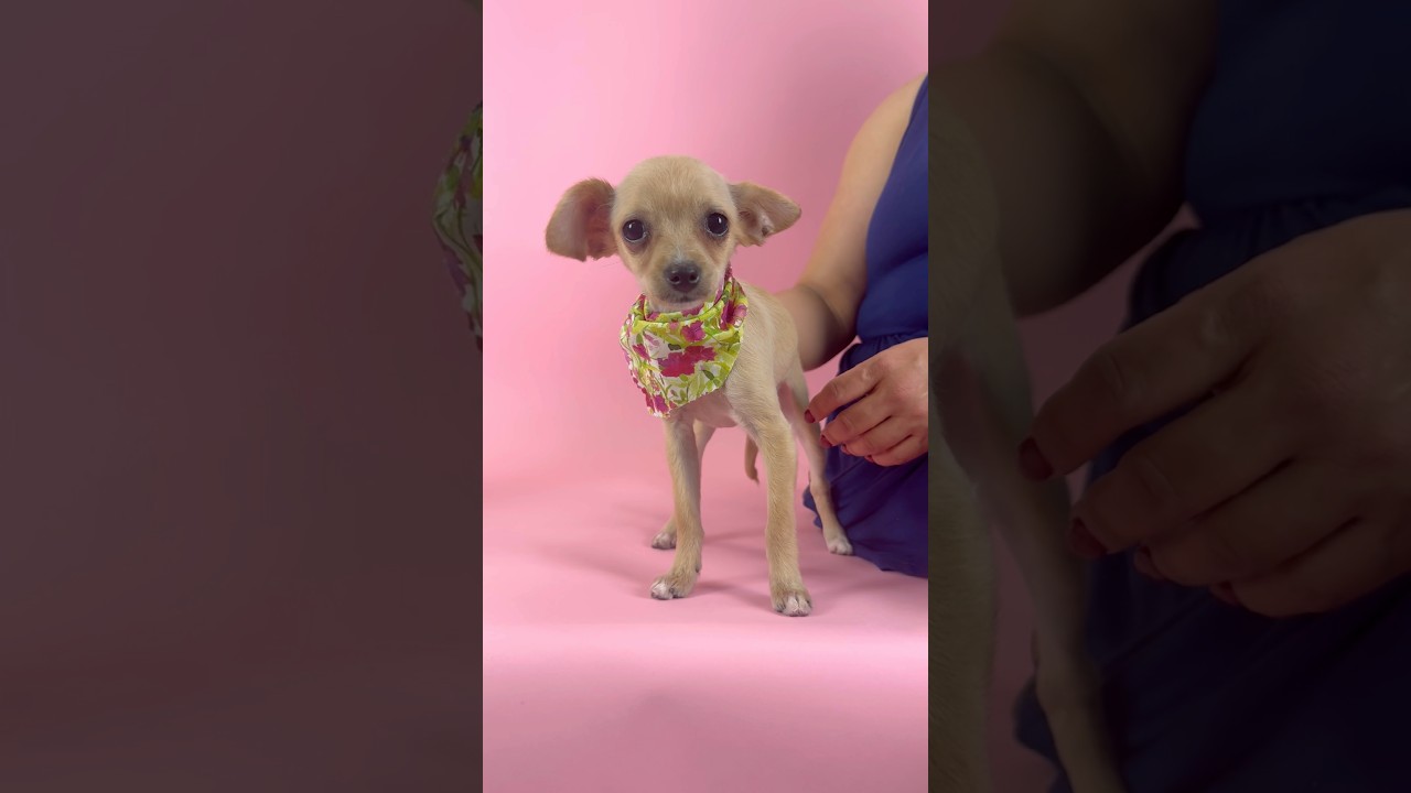 Flower, a ADOPTABLE mixed breed in PHOENIX, AZ video 2/5