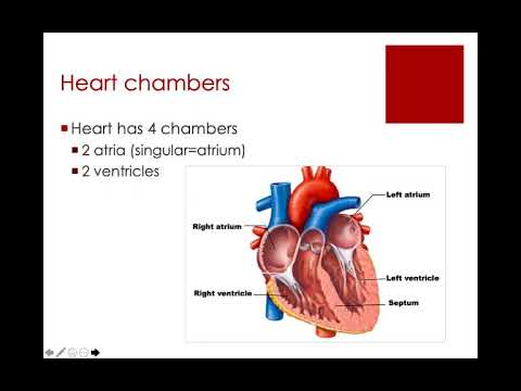 Cardiovascular System Part 1 (Biology 155)