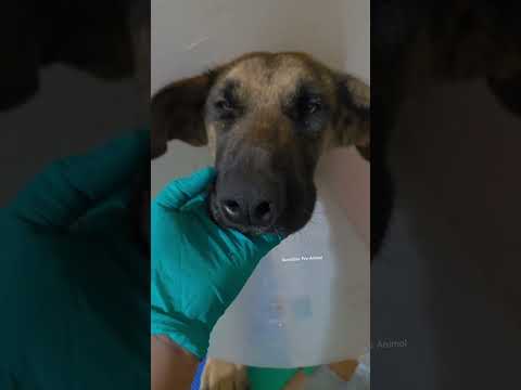 Ñafe, perrita rescatada en Copiapó #Atacama