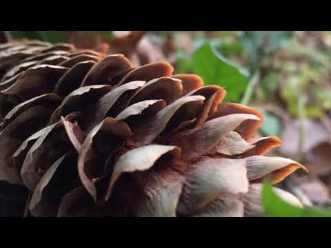 Deepmix Moscow - Izhevski - Cotton Studio: Lunacao