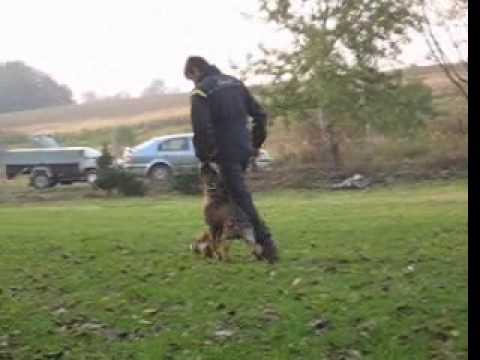 Casper z Jukasu - obedience & tracking - 4 months