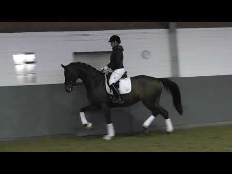 Weidenhof-Verkaufspferd: "FLEUR" 4j. Hannoveraner Stute v. Finest