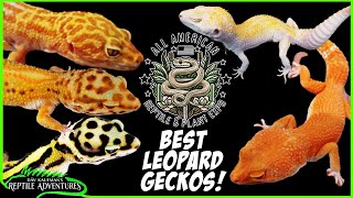 BEST LEOPARD GECKOS AT THE ALL AMERICAN REPTILE &amp; PLANT EXPO! (April, 2025)