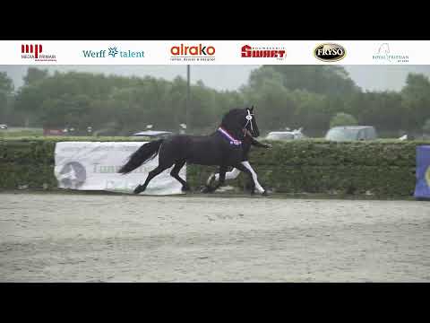 Fokdag fokvereniging Het Friesche Paard Noord en Zuid-Holland | 5 Augustus 2023