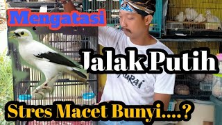 Download lagu Overcoming the stress of the white starling due to the sound of the jam mp3