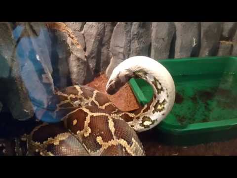 sibiu zece și unșpe iunie 2017