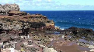 preview picture of video 'Nakalele Blowhole on Maui part 1'