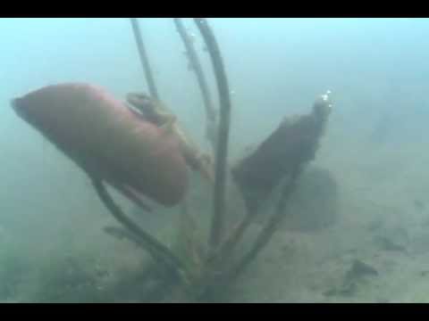 Tümpel mit Lurchi (Teichmolch?)