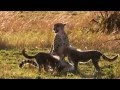 Big Cat Diary Series 4 Episode 4 Part B HD