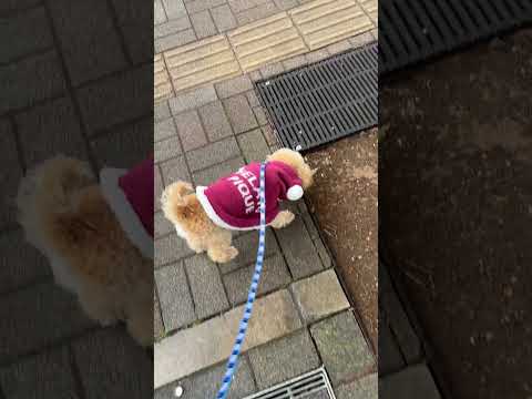 経営学科 雨でも絶対散歩したいトイプードル8ヶ月 #toypoodle #puppy #トイプードル