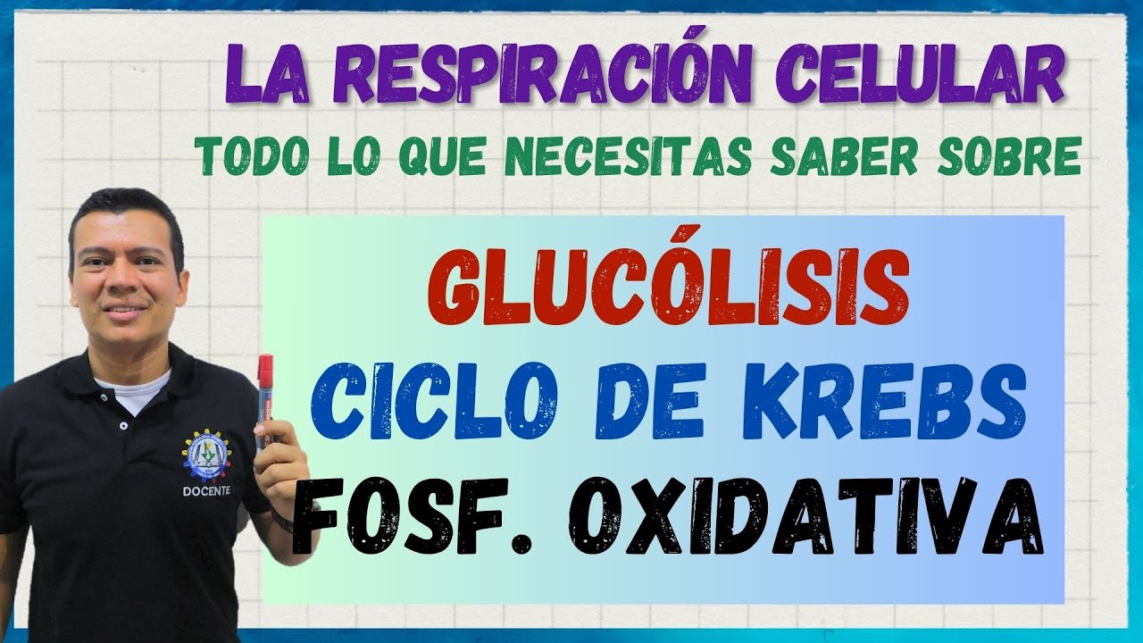 Cellular respiration: KREBS CYCLE, GLYCOLYSIS AND OXIDATIVE PHOSPHORYLATION easy step by step