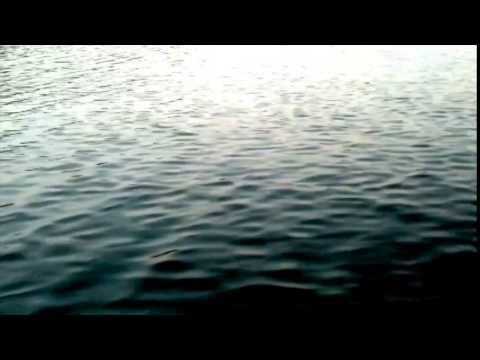 Hardly Any Wild Rice There Now