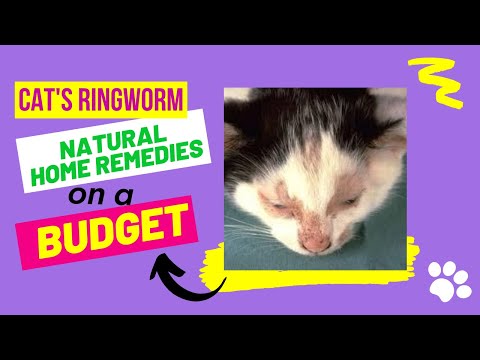 How To Treat Cats And Kittens Ringworm Home Treatment With Natural Home Remedies
