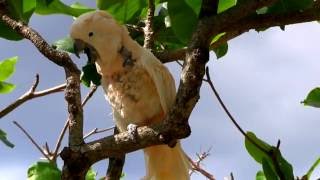 Hank Jones - Black Orpheus