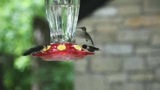 preview picture of video 'Ruby-throated Hummingbirds'