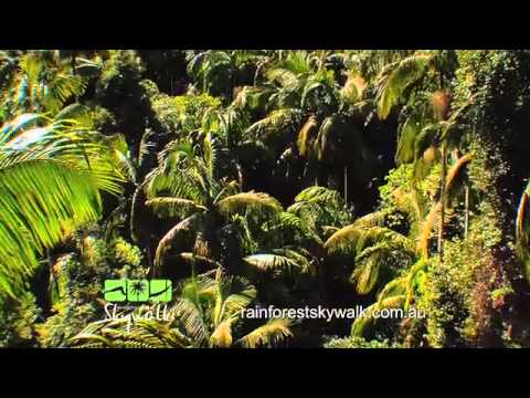 Tamborine Rainforest Skywalk