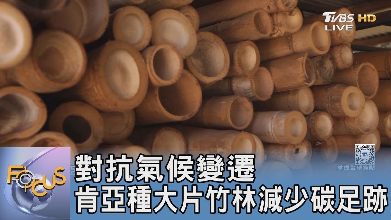 對抗氣候變遷 肯亞種大片竹林減少碳足跡