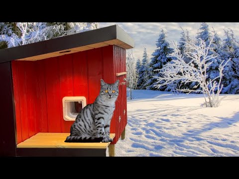 I Made The Ultimate Heated Cat Shelter! (DIY)