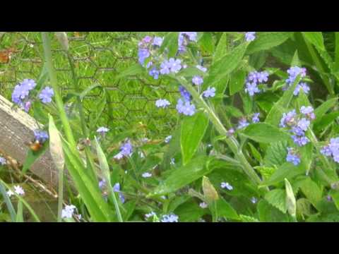 My Morning Walk  11/05/13 Forget-me-not and Bluebells