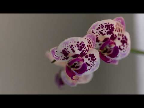 Renaissanceposaune Heinrich Isaac (1450-1517) Mein Freud allein