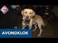 Gauri is blij dat ze met haar hond naar buiten mag tijdens avondklok - OMROEP WEST