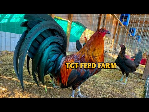 Black Mcrae Bates Grey Kelso - Tgt Feed farm